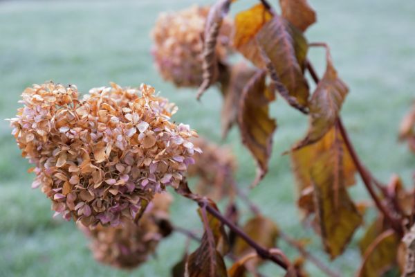 Hydrangea Removal in Santa Fe