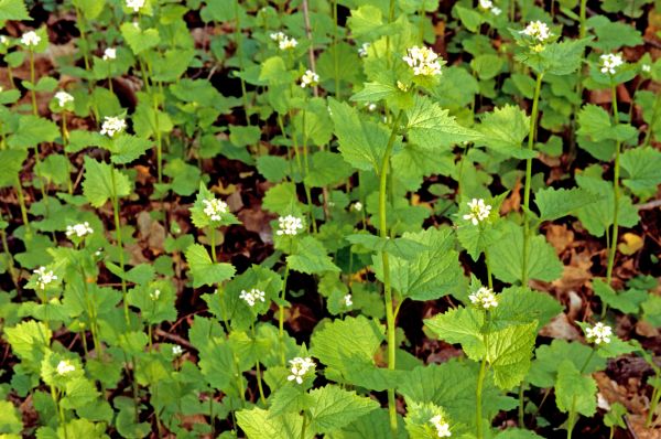 Cost of Garlic Mustard Removal in Santa Fe