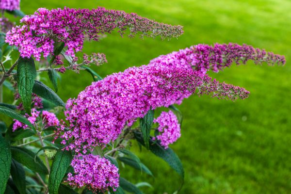 Butterfly Bush Removal in Santa Fe