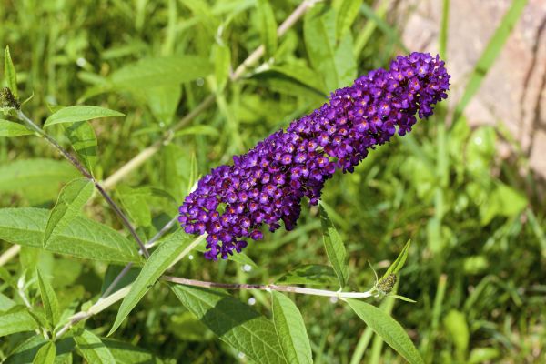Butterfly Bush Pruning in Santa Fe