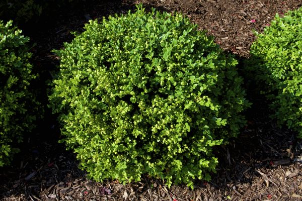 Boxwood Removal in Santa Fe