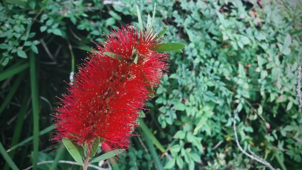 Cost of Bottlebrush Pruning in Santa Fe