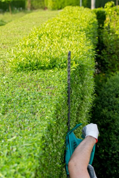Hedge Trimming in Santa Fe
