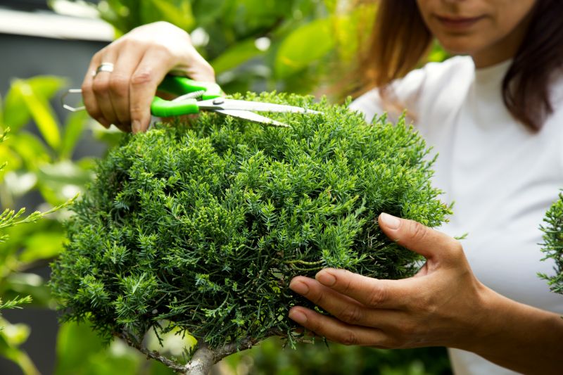 Evergreen Shrub Pruning