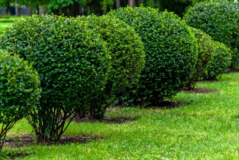 Neatly Shaped Bushes