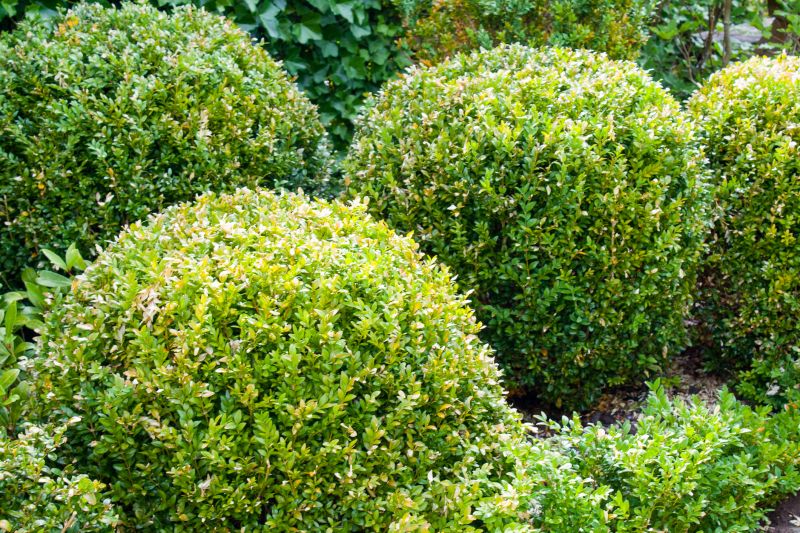 Healthy, Pruned Shrubs
