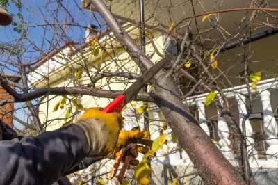 Proper disposal of trimmed branches.